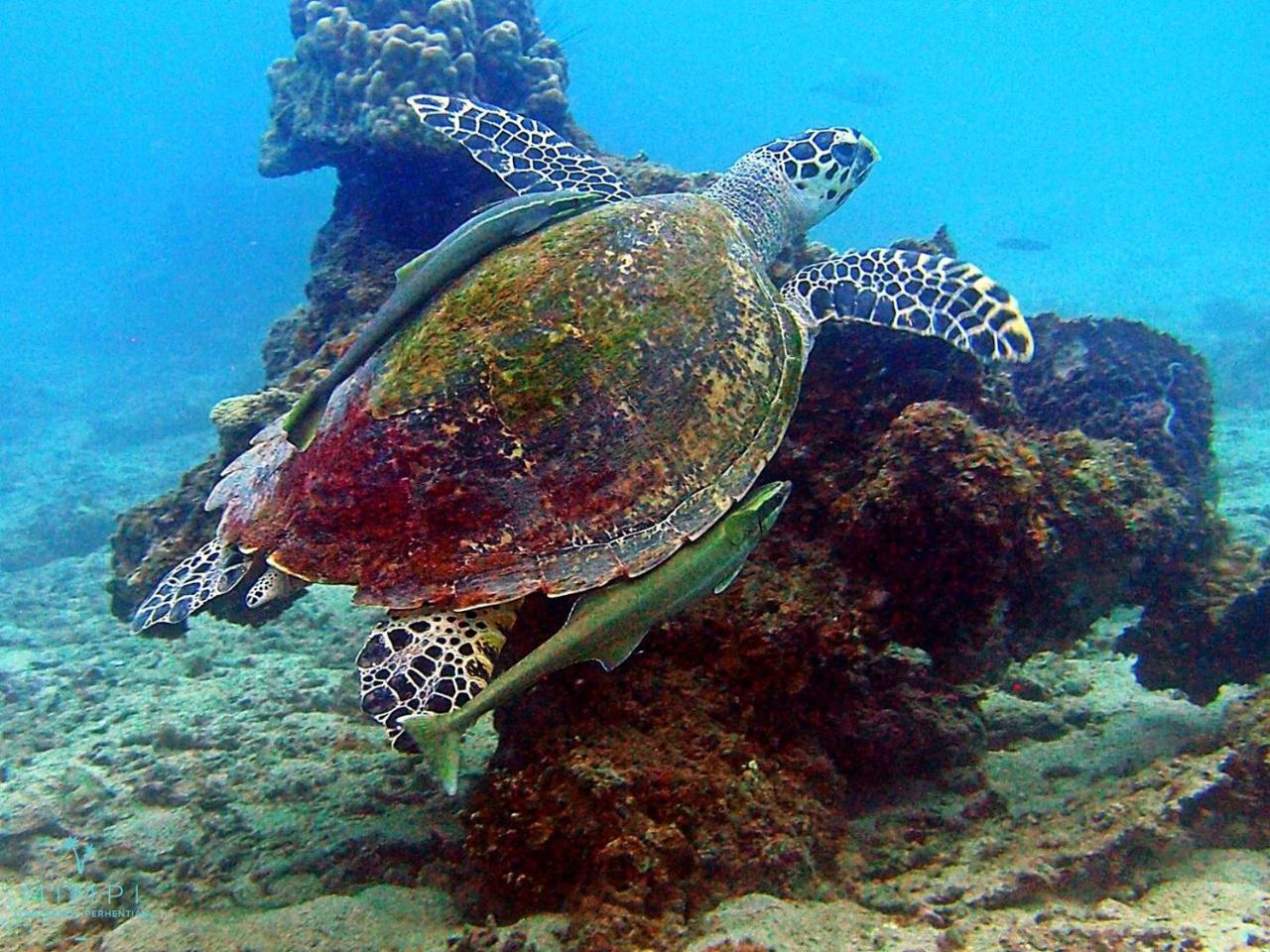 Отель Mimpi Perhentian Kampong Pasir Hantu Экстерьер фото